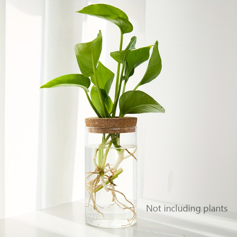 1pc, Hydroponics Plants Deskto - Plant Growth Regulator 评论和价格