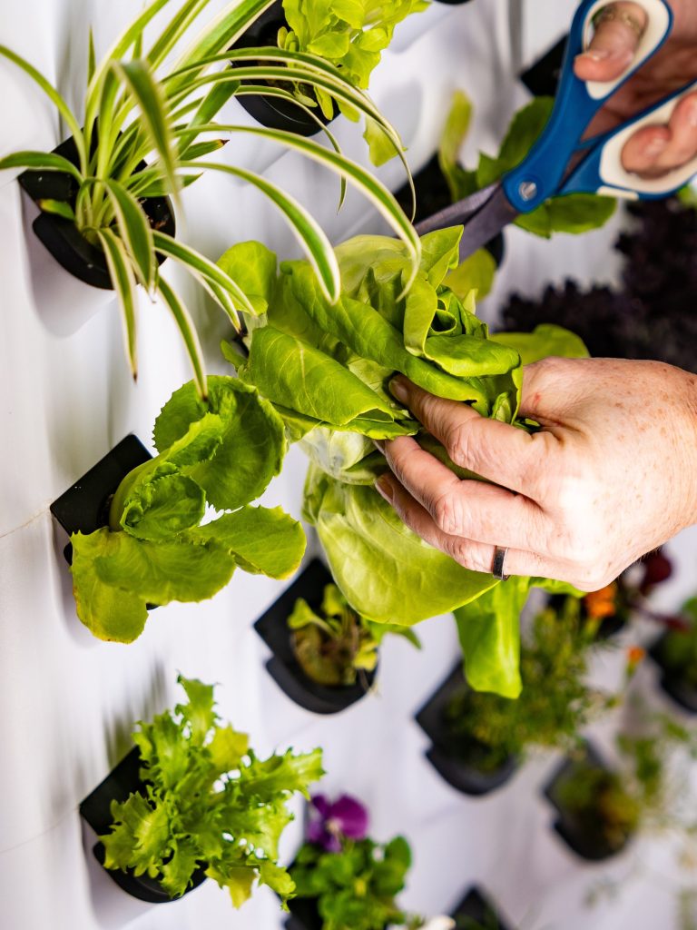 Hydroponic Growing System for  - Farming Zone 评论和价格