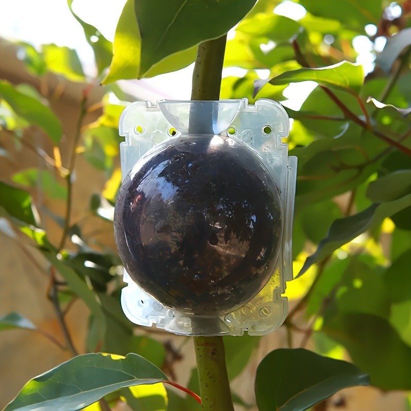 10pcs Plant Propagation Box Se - Plant Growth Regulator 评论和价格