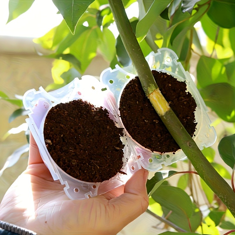 10pcs Plant Propagation Box Se - Plant Growth Regulator 评论和价格