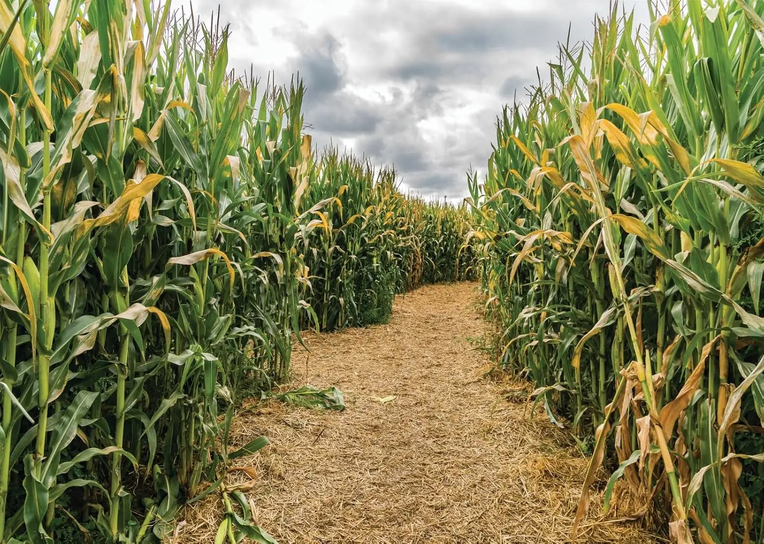 Cornfield Green Corn Field Maz - Agriculture Farming Background 评论和价格